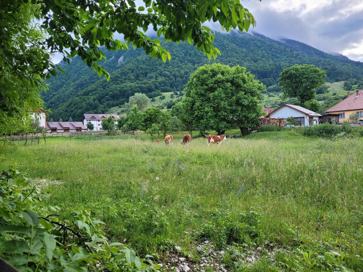 Casuta Din Crai Villa Zarnesti Exterior photo